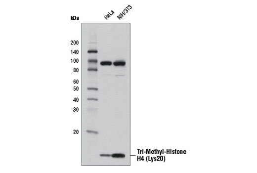 Tri-Methyl-Histone H4 (Lys20) (D84D2) Rabbit mAb