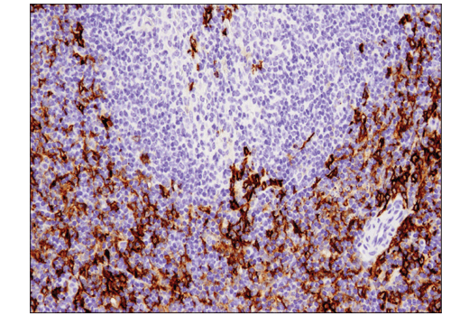 Mouse Immune Cell Phenotyping IHC Antibody Sampler Kit