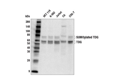 TDG (E5T5G) Rabbit mAb