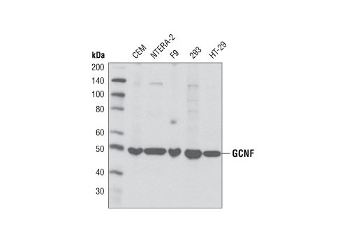 GCNF Antibody