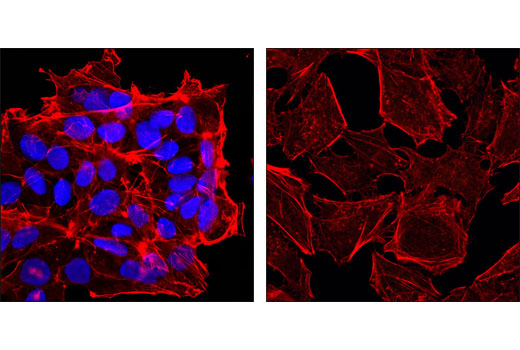 Sox2 (D6D9) XP ®  Rabbit mAb (Alexa Fluor ®  647 Conjugate)