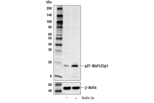 p21 Waf1/Cip1 Antibody