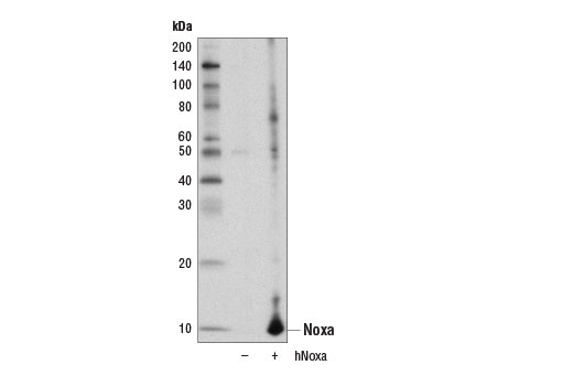Pro-Apoptosis Bcl-2 Family Antibody Sampler Kit II