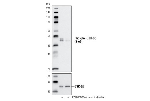 Phospho-Akt Pathway Antibody Sampler Kit