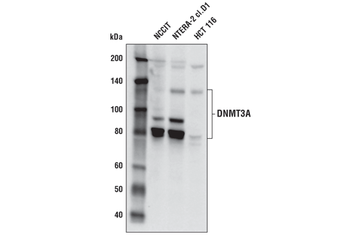 DNMT3A (D2H4B) Rabbit mAb