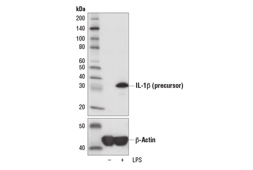 Lipopolysaccharides (LPS)