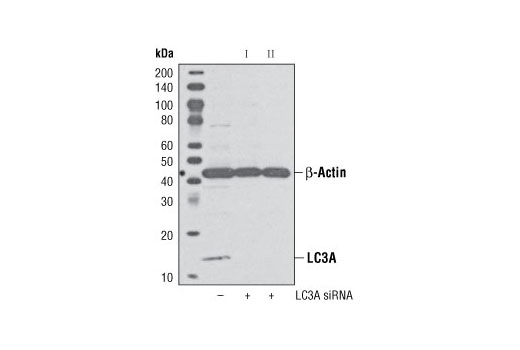 SignalSilence ®  LC3A siRNA I