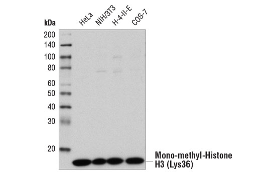 Mono-Methyl-Histone H3 (Lys36) (D9J1D) Rabbit mAb