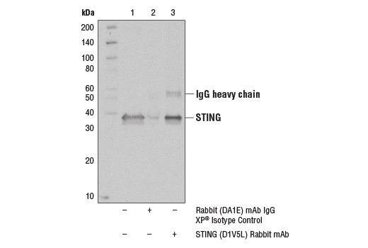 Mouse-Reactive STING Pathway Antibody Sampler Kit