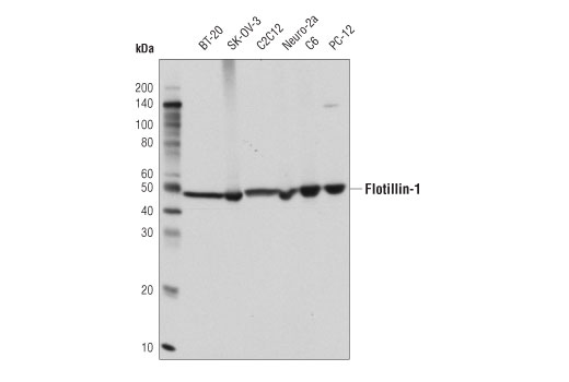 Exosomal Marker Antibody Sampler Kit