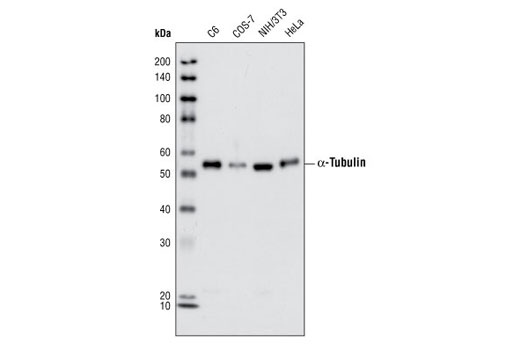 alpha-Tubulin (11H10) Rabbit mAb