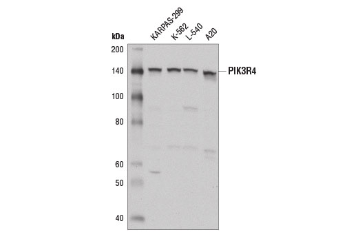 Beclin-1 Complex Antibody Sampler Kit