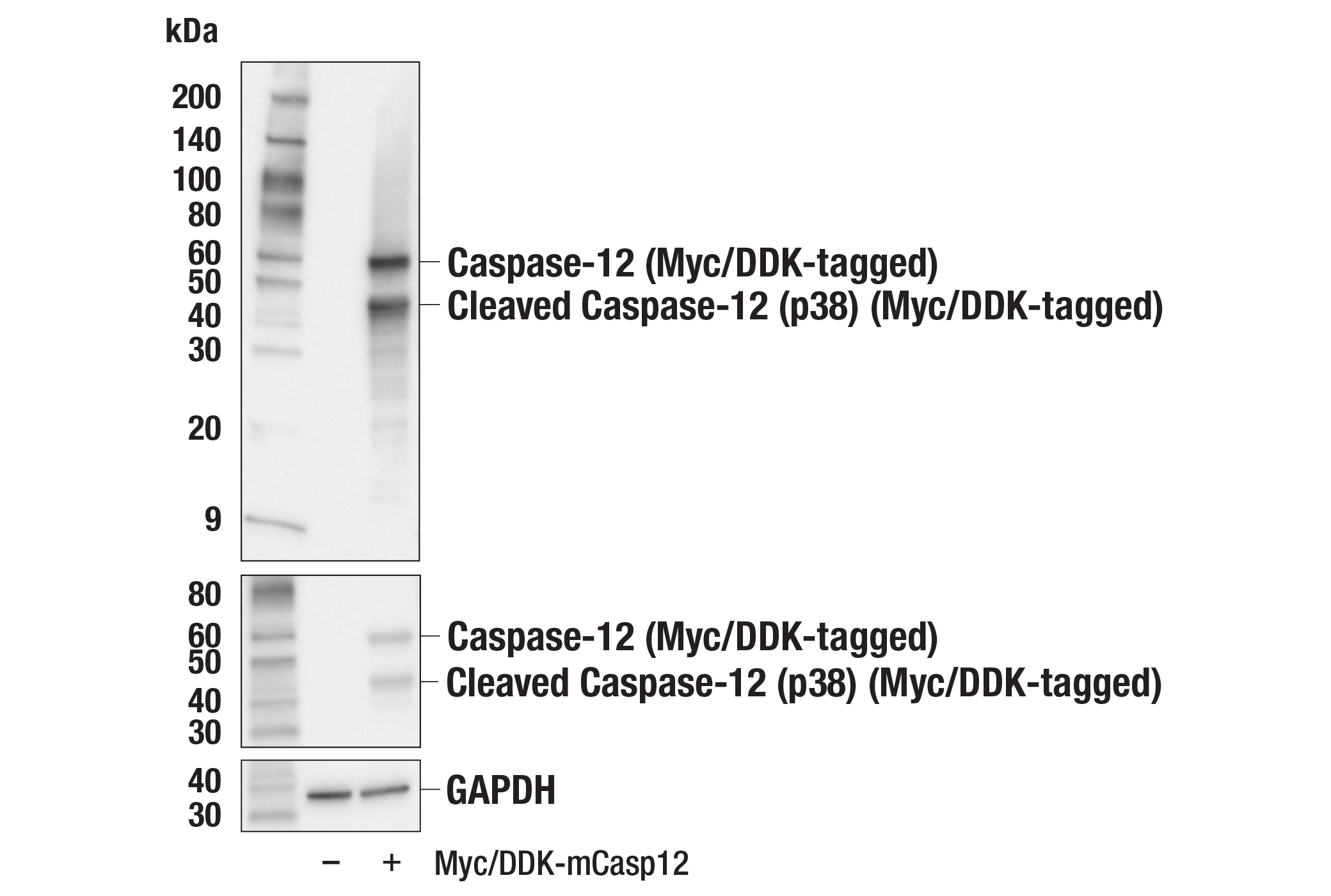 Apoptosis Antibody Sampler Kit (Mouse Preferred)