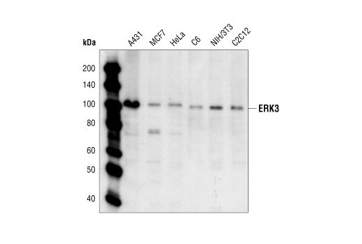 Erk3 Antibody