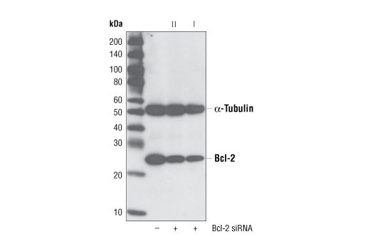 SignalSilence ®  Bcl-2 siRNA I