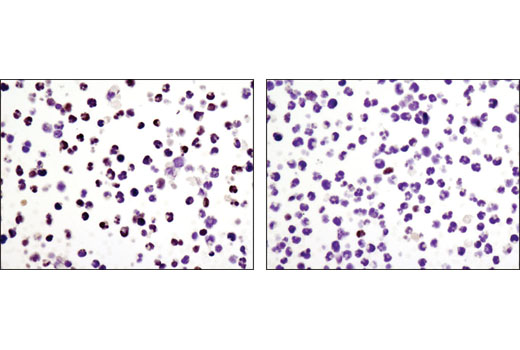 Notch Activated Targets Antibody Sampler Kit