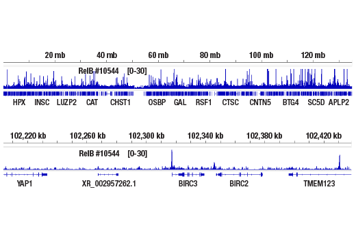 NF-kappaB Family Antibody Sampler Kit II