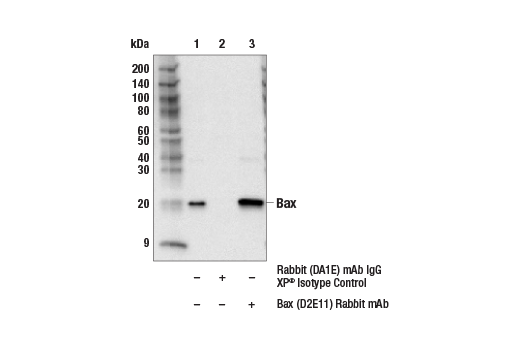 Pro-Apoptosis Bcl-2 Family Antibody Sampler Kit