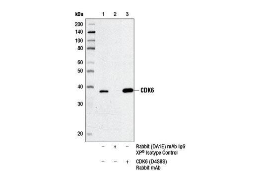 CDK Antibody Sampler Kit