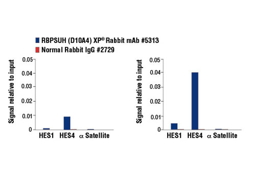 Notch Receptor Interaction Antibody Sampler Kit