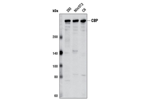 CBP (D6C5) Rabbit mAb