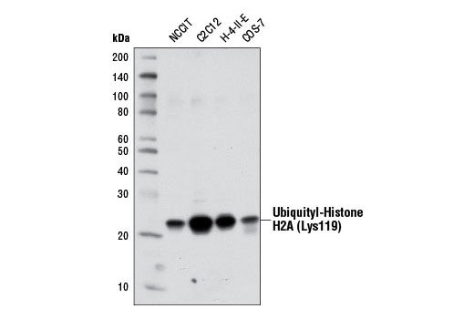 Ubiquityl-Histone H2A (Lys119) (D27C4) XP ®  Rabbit mAb