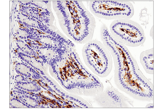 Mouse Immune Cell Phenotyping IHC Antibody Sampler Kit