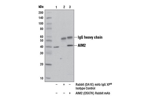 Human Reactive Inflammasome Antibody Sampler Kit II
