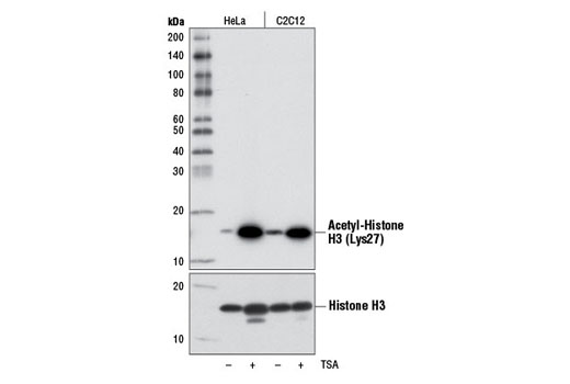 Acetyl-Histone H3 Antibody Sampler Kit