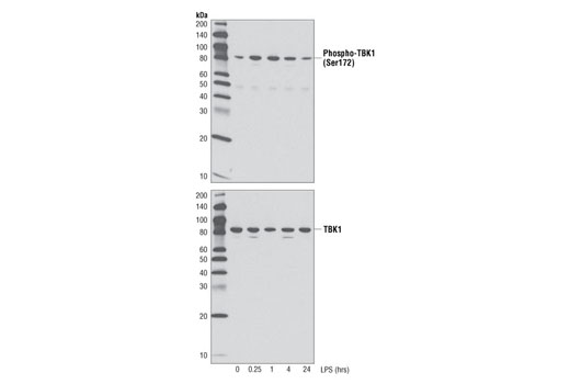 Mouse-Reactive STING Pathway Antibody Sampler Kit