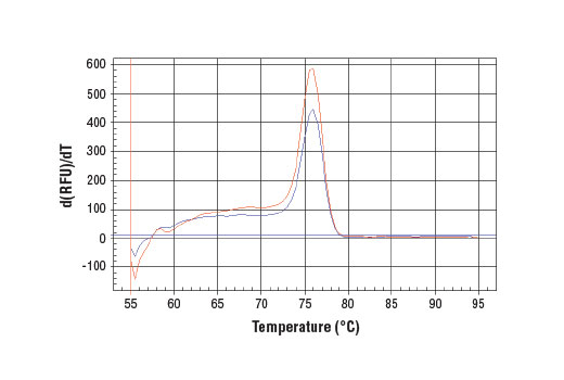 SimpleChIP ®  Human c-Myc Intron 1 Primers