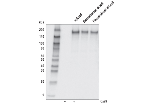 Cas9 ( S. pyogenes ) (7A9-3A3) Mouse mAb