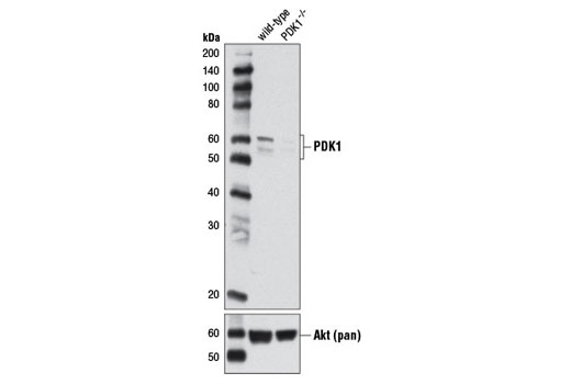 PDK1 (D37A7) Rabbit mAb