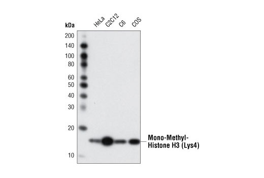 Mono-Methyl-Histone H3 (Lys4) (D1A9) XP ®  Rabbit mAb