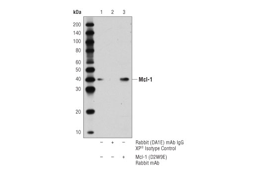 Pro-Survival Bcl-2 Family Antibody Sampler Kit II