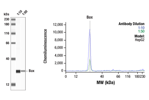 Pro-Apoptosis Bcl-2 Family Antibody Sampler Kit