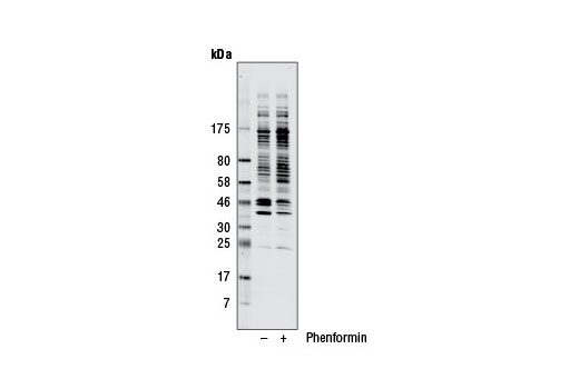 Phospho-AMPK Substrate Motif [LXRXX(pS/pT) MultiMab <R/> Rabbit mAb mix