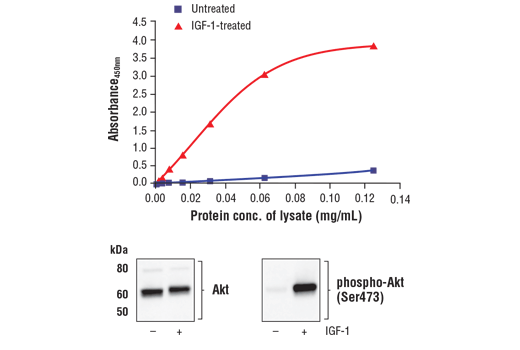 FastScan™ Phospho-Akt (Ser473) ELISA Kit