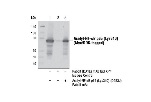 NF-kappaB p65 Antibody Sampler Kit