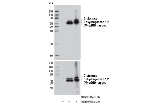 Glutamate Dehydrogenase 1/2 (D9F7P) Rabbit mAb