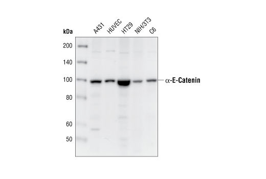 alpha-E-Catenin Antibody