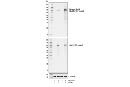 Phospho-Atg14 (Ser29) (D4B8M) Rabbit mAb