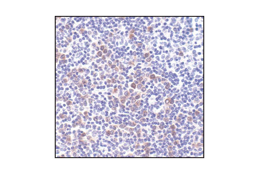 Pro-Apoptosis Bcl-2 Family Antibody Sampler Kit