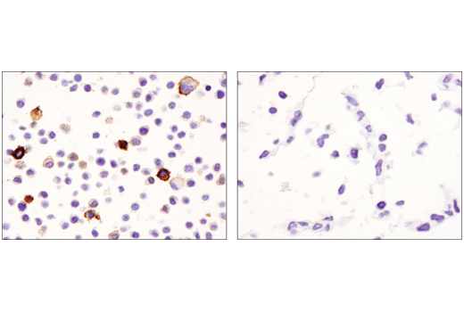 Mouse Immune Cell Phenotyping IHC Antibody Sampler Kit