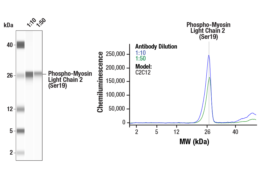 Phospho-Myosin Light Chain 2 (Ser19) Mouse mAb