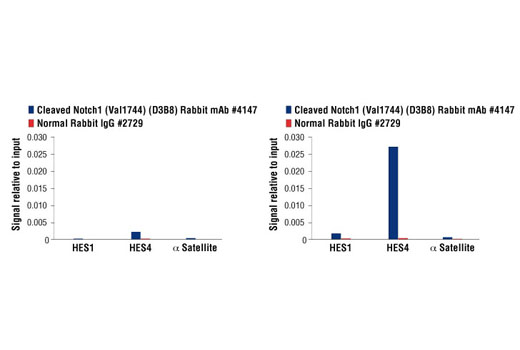 Notch Activated Targets Antibody Sampler Kit