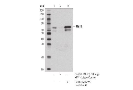 NF-kappaB Family Antibody Sampler Kit II