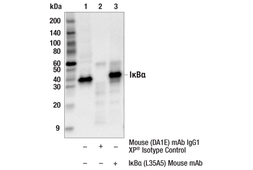 NF-kappaB Pathway Antibody Sampler Kit