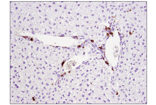 Mouse Immune Cell Phenotyping IHC Antibody Sampler Kit
