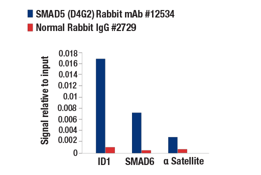 SMAD 1/5/9 Antibody Sampler Kit